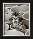 Kitty Cat Prints by Jean-Michel Labat