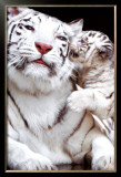 Tiger Posters