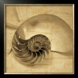  - john-seba-chambered-nautilus