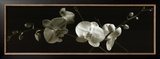 Orchid Sprays Print by J.k. Driggs