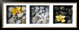 Flowers and Stones Prints by Dave Brullmann