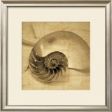 Chambered Nautilus Art by John Seba