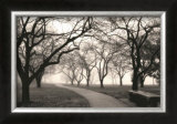Foggy Morning Walk Poster by Laura Denardo