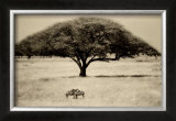 The Sheltering Tree, Serengeti Print by Lorne Resnick