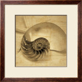 Chambered Nautilus Posters by John Seba