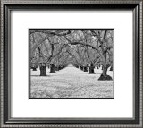 Old Walnut Orchard Posters by Dennis Frates