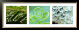 Green Nature Print by Brigit Koch