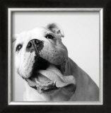 Luca Prints by Amanda Jones