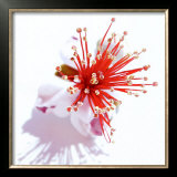 Vulkan Prints by Ingrid Ulmer