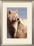 Wolf Harmony Prints by Jim Brandenburg