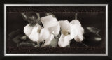 Soft Magnolias II Print by Christine Elizabeth