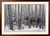 A Walk in the Woods Prints by Stephen Lyman