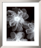Luminous Prints by Haya Gil