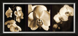 Orchid Trio Prints by Caroline Kelly