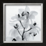 Orchid Spray I Prints by Tom Artin