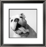 Luca Prints by Amanda Jones