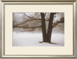 Tranquility Prints by David Winston