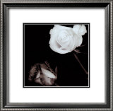 Two Roses Posters by Angelos Zimaras