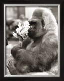 Flower Power Prints by R. Hollist