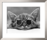 Kool Kat I Posters by David Mcenery