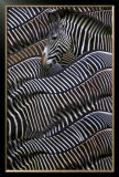 Grevy's Zebras Prints