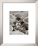 Kitty Cat Posters by Jean-Michel Labat
