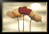 Icelandic Poppies Art by Yoshizo Kawasaki