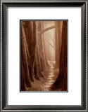 Cypress Trail Art by Paul Kozal