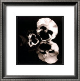 Pansies Posters by Angelos Zimaras