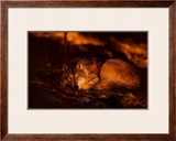 Peace in the Forest Posters by Jim Brandenburg