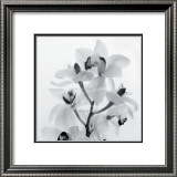 Orchid Spray I Prints by Tom Artin