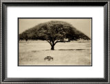 The Sheltering Tree, Serengeti Prints by Lorne Resnick