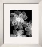 Luminous Print by Haya Gil