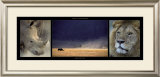 Rhinos and Lion Posters by Michel & Christine Denis-Huot