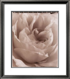Delicate Rose Prints by Alan Majchrowicz