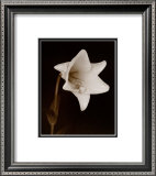 White Flower Posters by Prades Fabregat