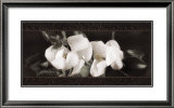 Soft Magnolias II Poster by Christine Elizabeth