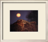 Leopard with Rising Moon Prints by Thom 
