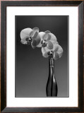 Phalaenopsis, 1998 Posters por Montclair Valentine Phalaenopsis, 1998 Posters por Montclair Valentine