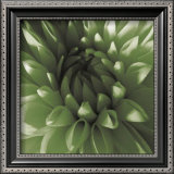Green Dahlia Prints by Shawn Kapitan