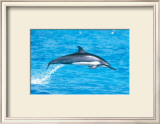 Spinner Dolphins Prints by Michael S. Nolan