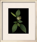 Baby Trumpet Print by Rosemarie Stanford