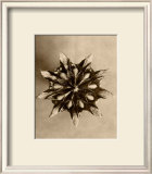 Sepia Botany Study IV Prints by Karl Blossfeldt