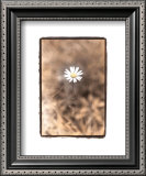 Wildflower II Prints by Troy Kendal