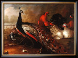 Peacock and Pheasant Posters by Marmaduke Cradock