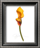 Yellow Calla Prints by Jay Schadler