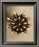 Sepia Botany Study IV Posters by Karl Blossfeldt