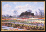 Tulip Fields at Sasenheim Prints by Claude Monet