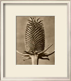 Sepia Botany Study III Posters by Karl Blossfeldt