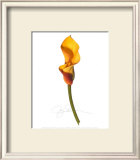 Yellow Calla Print by Jay Schadler